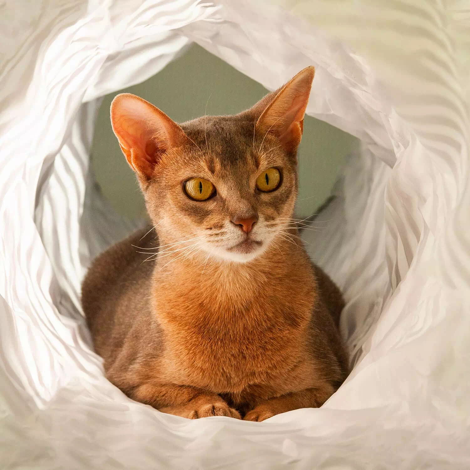 raza de gato Abisinio