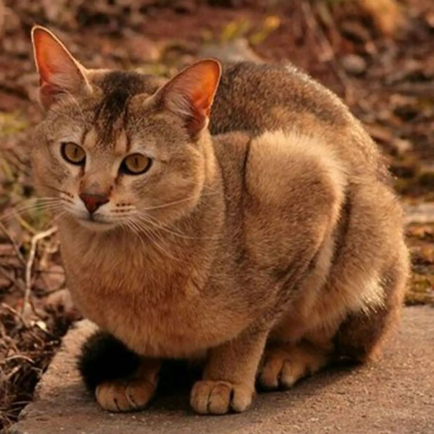 gato grande Chausie