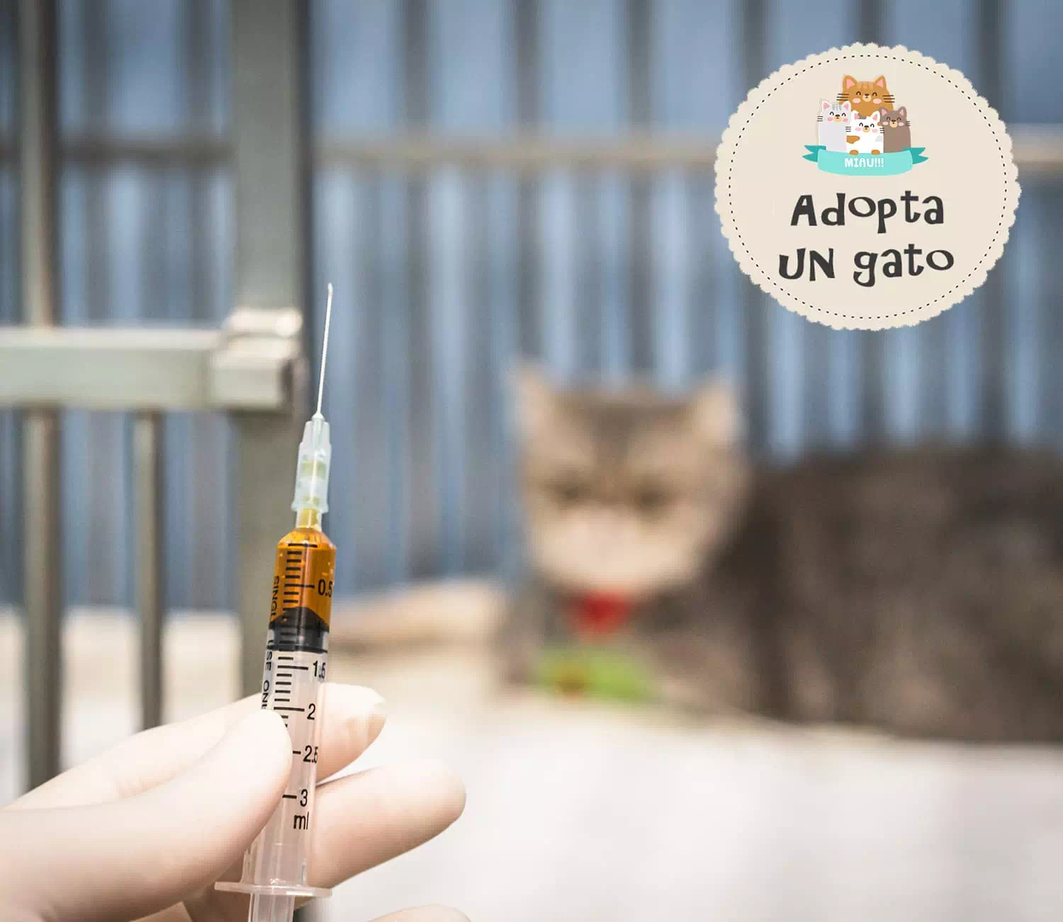 adoptar gatos
