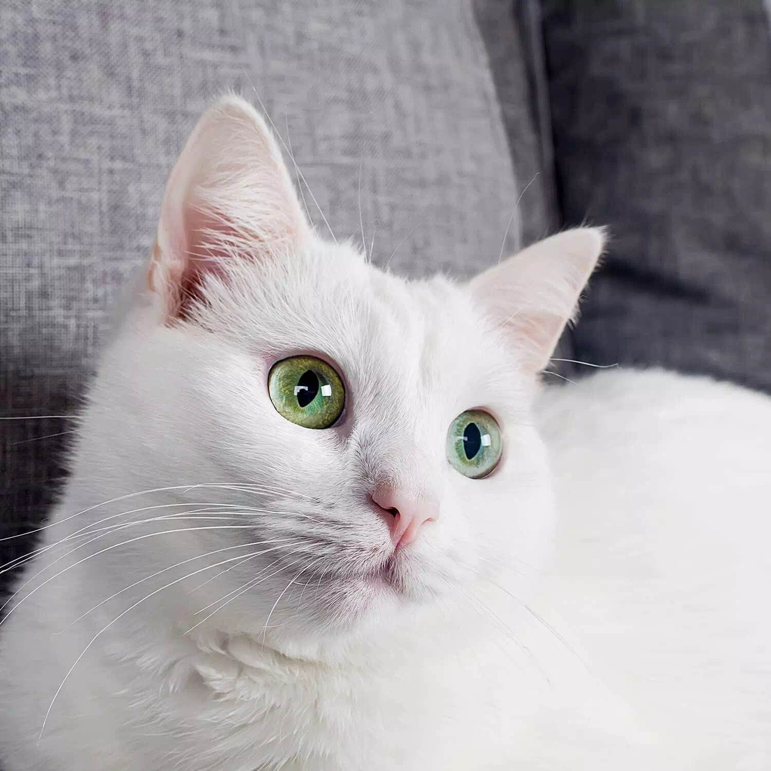 raza de gato Gato de raza de pelo largo, como el Angora turco