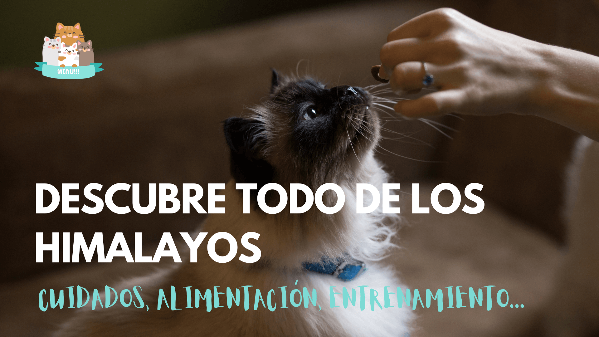 como cuidar un gato himalayo