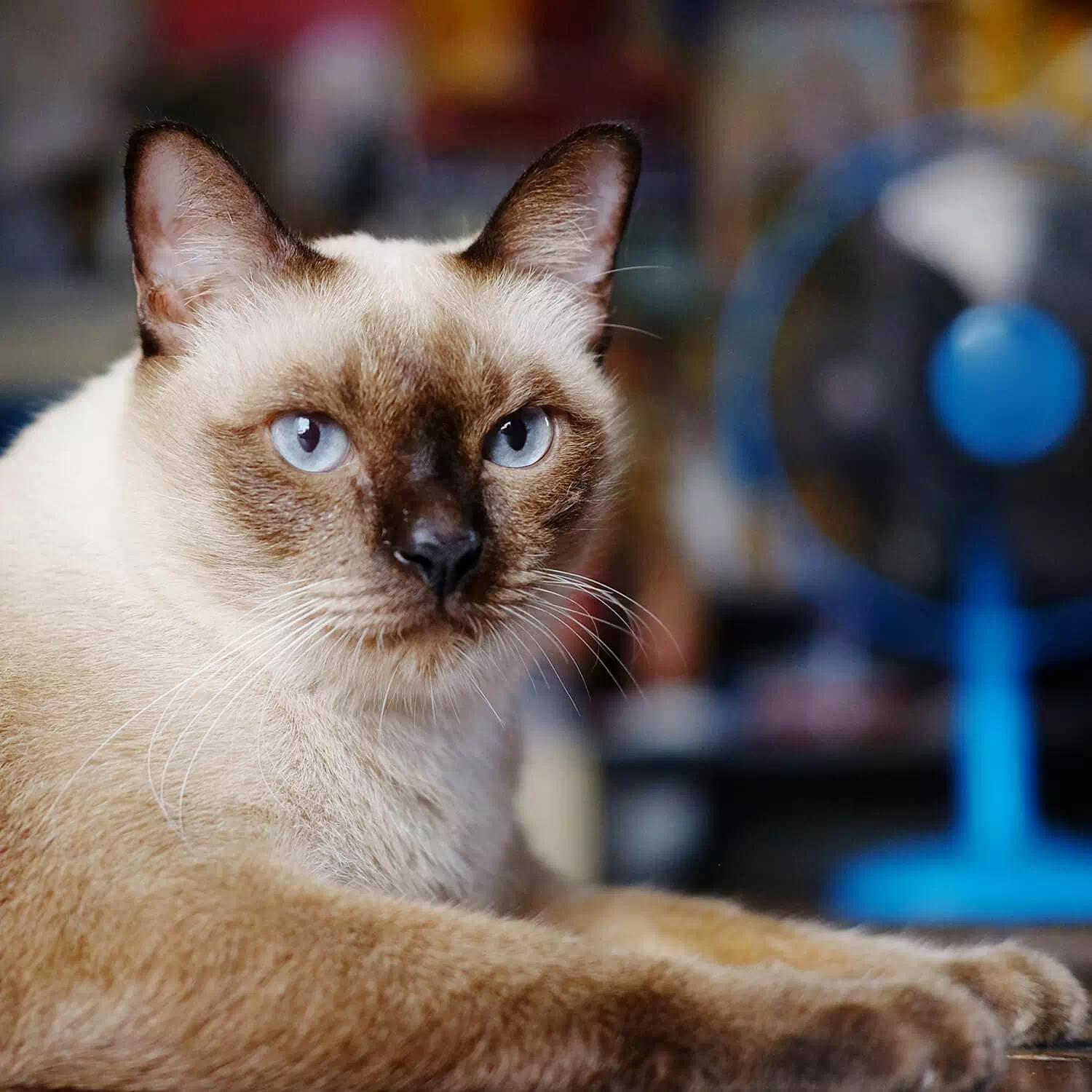 raza de gato Siamés