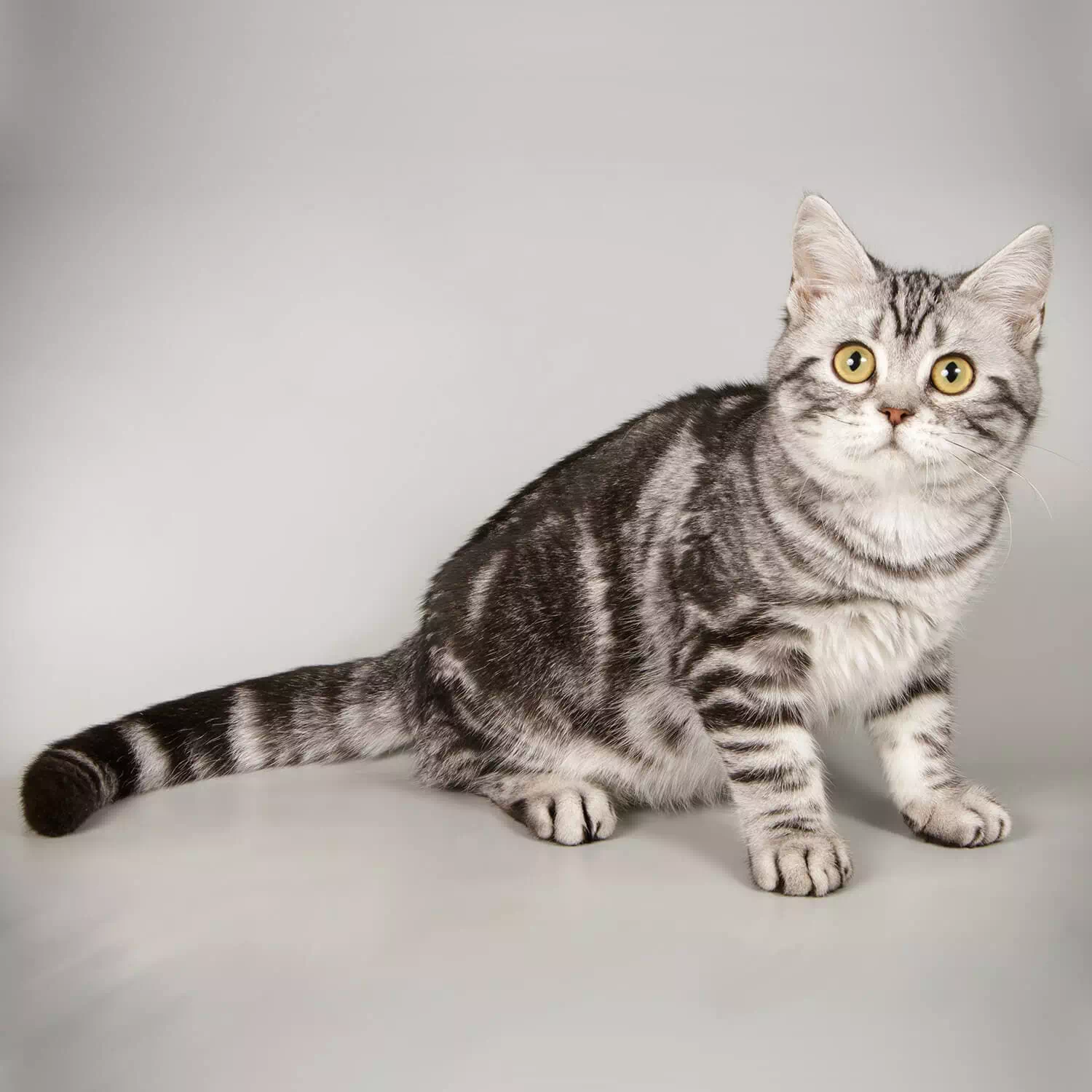 raza de gato gato Americano pelo corto
