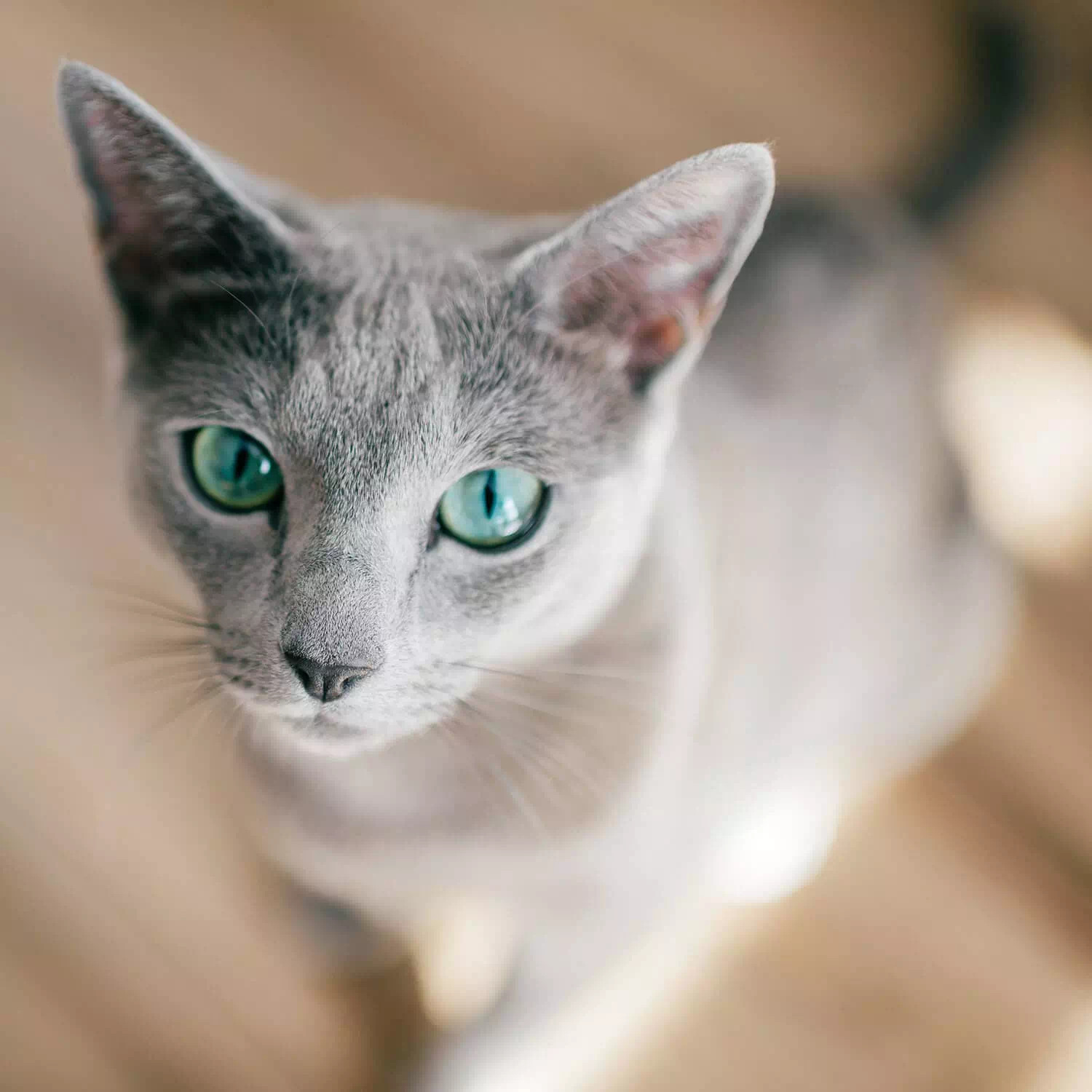 raza de gato Azul ruso