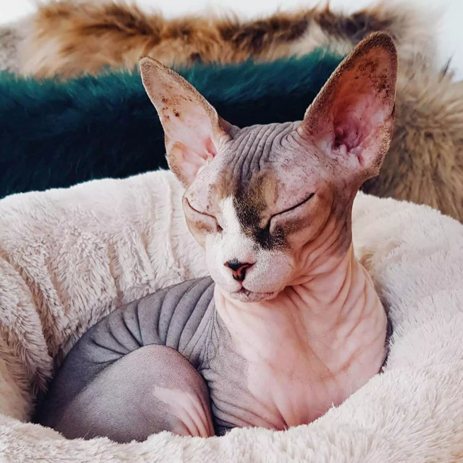raza de gato bambino