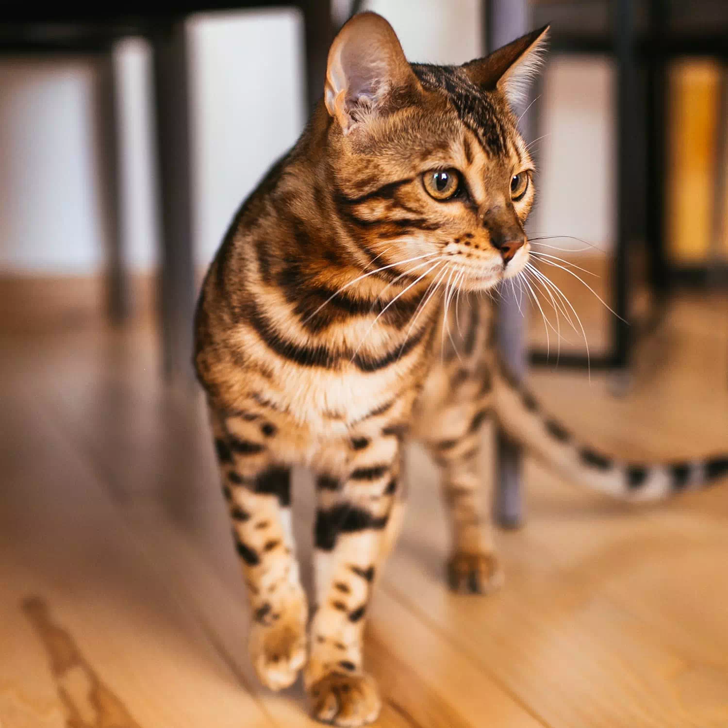 gato grande Bengalí