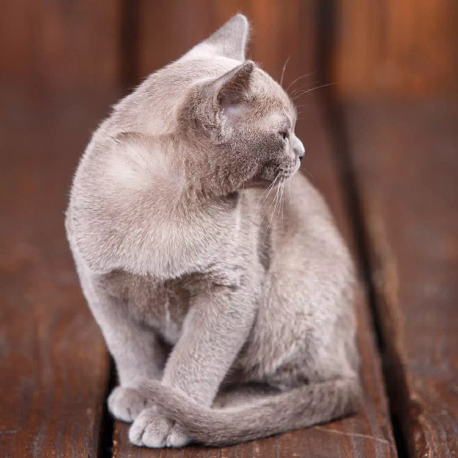 raza de gato Birmano
