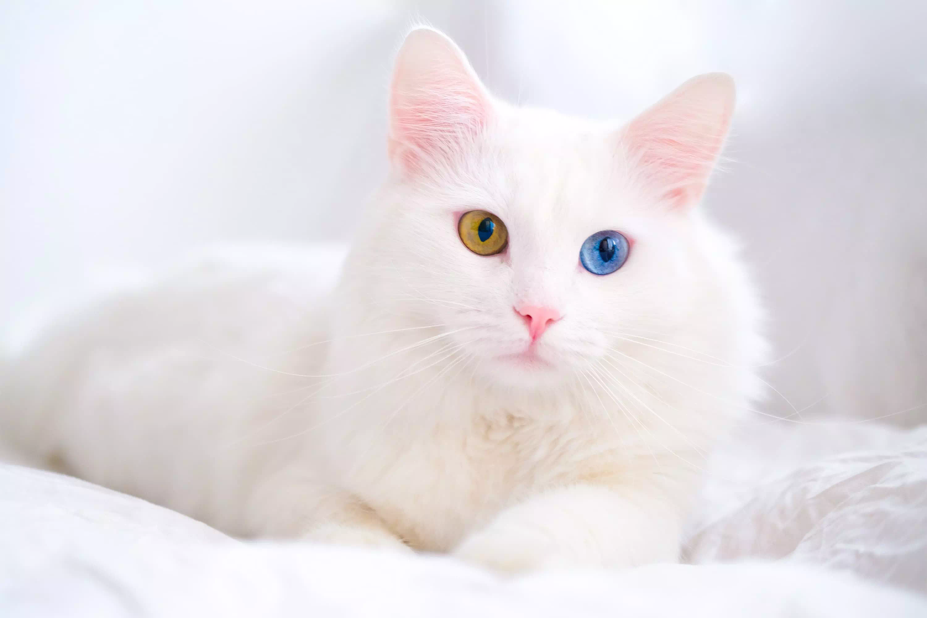 Gato blanco de raza persa