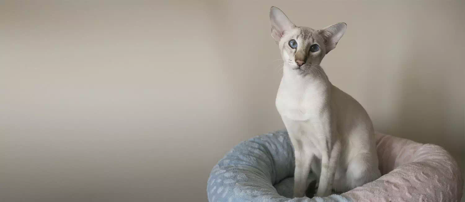 gato blanco Oriental