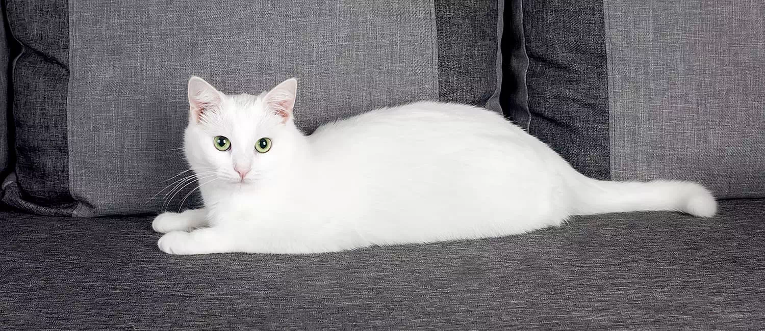 gato blanco angora turco