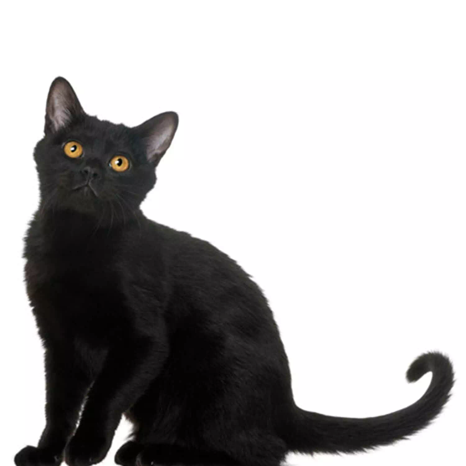 raza de gato Bombay