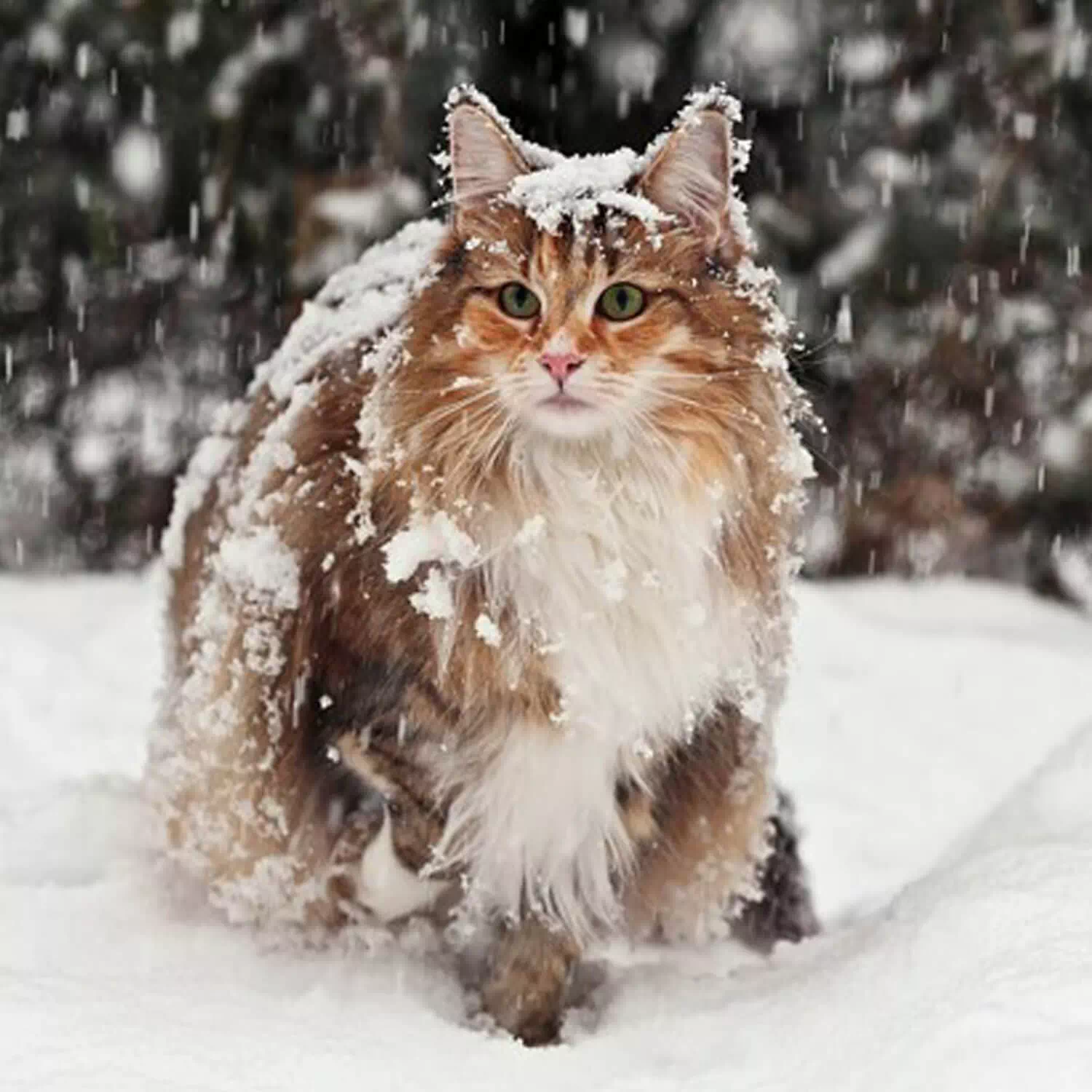gato grande bosque noruego