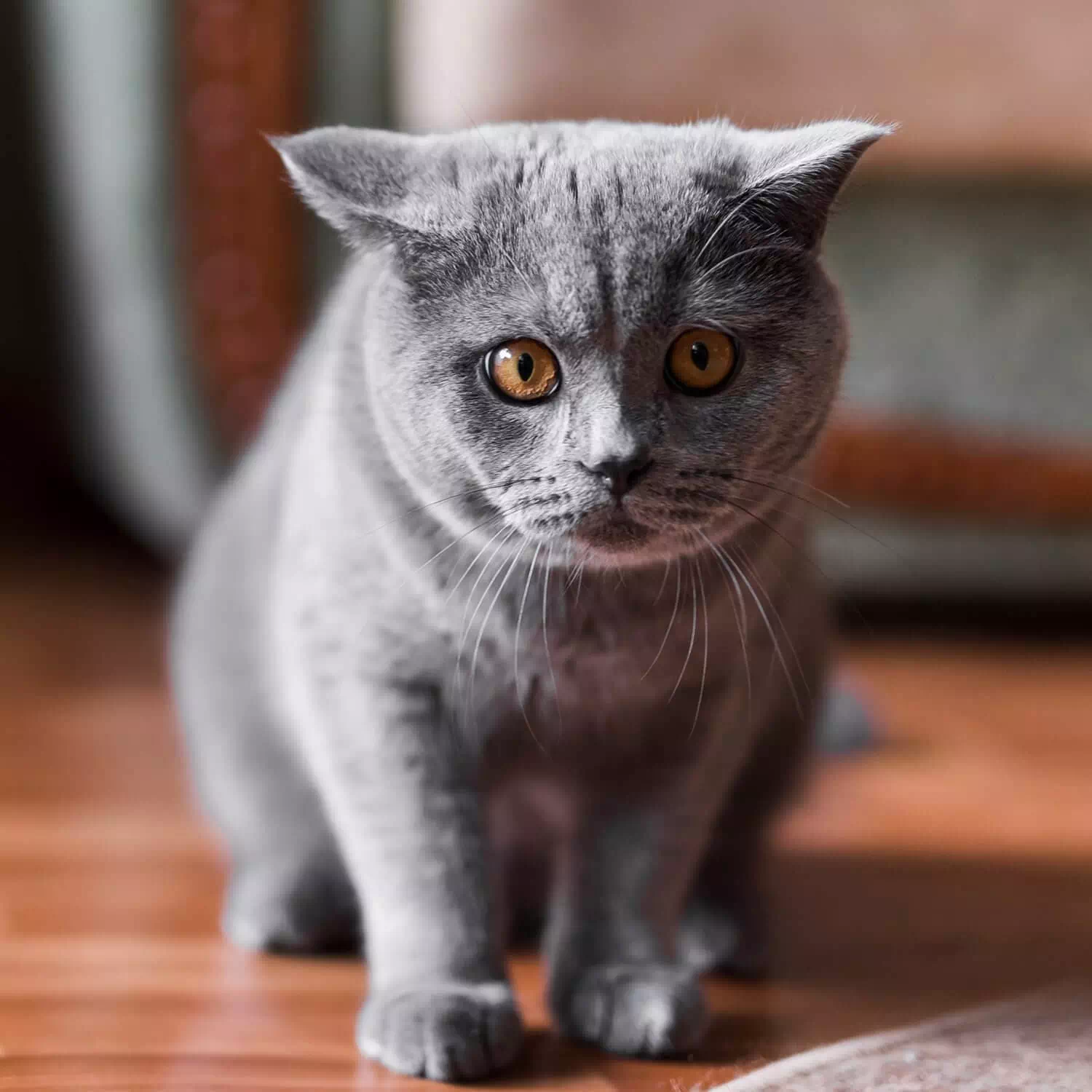 gato grande Británico de pelo corto