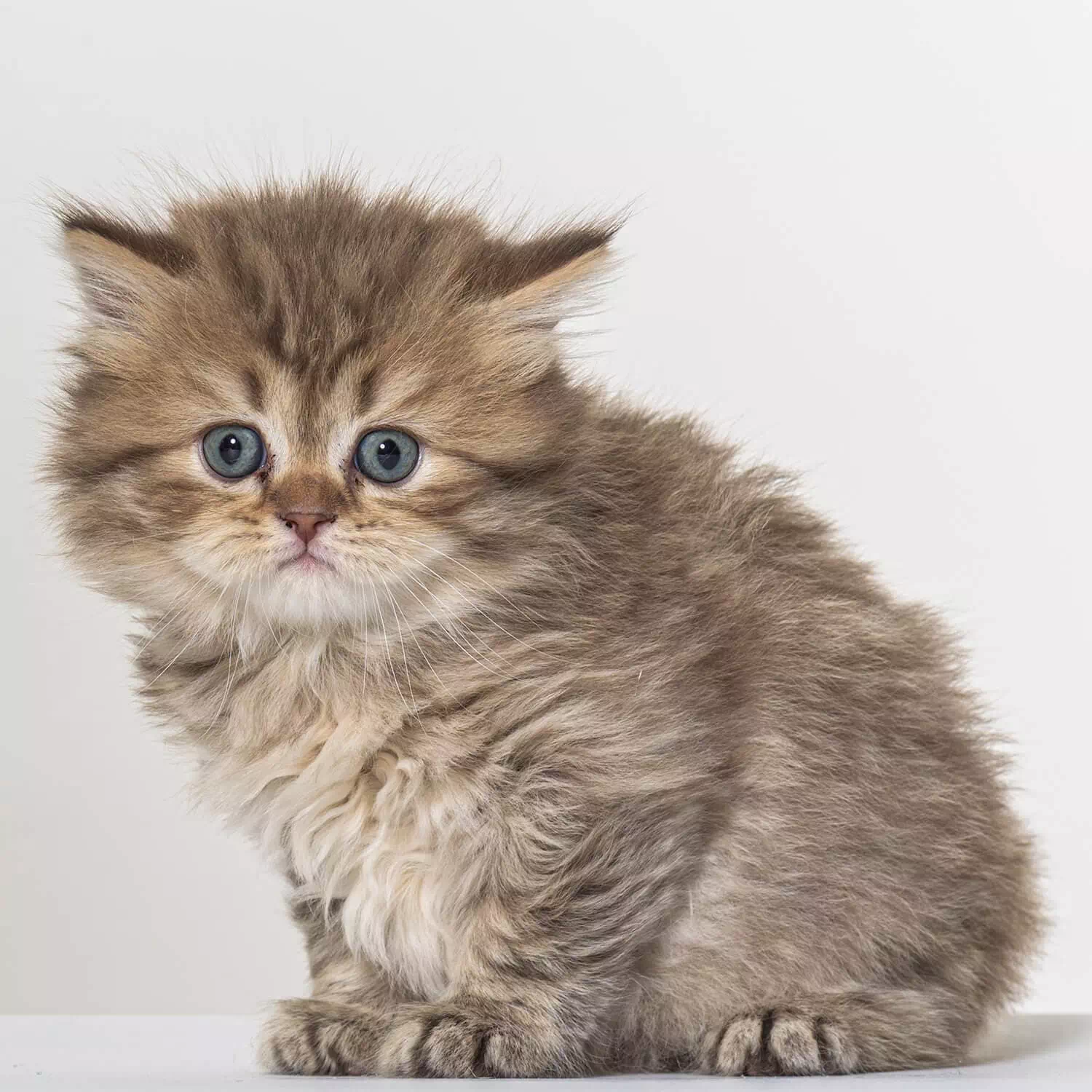 raza de gato Británico de pelo largo