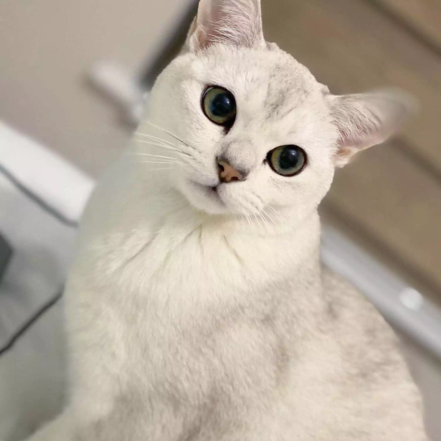 raza de gato Burmilla