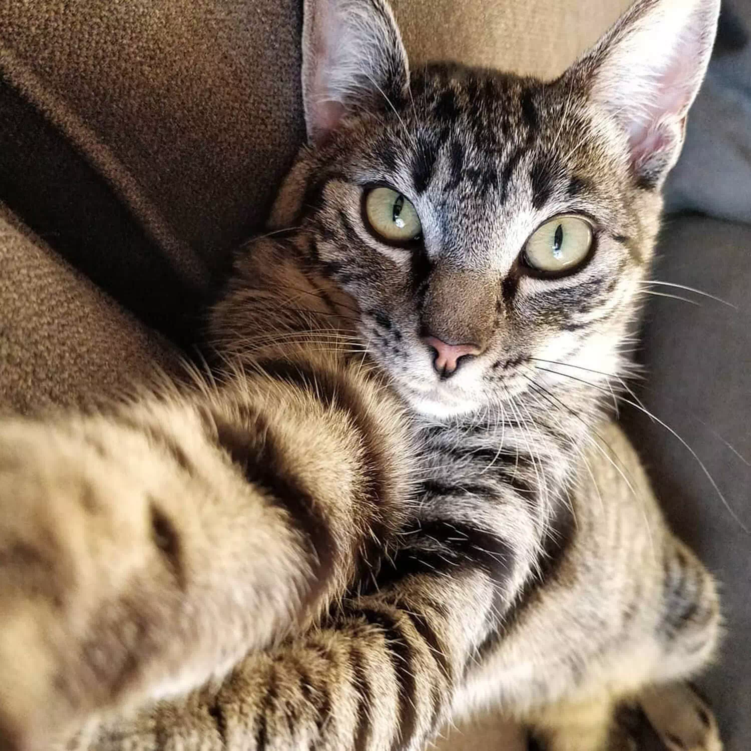 raza de gato California Spangled
