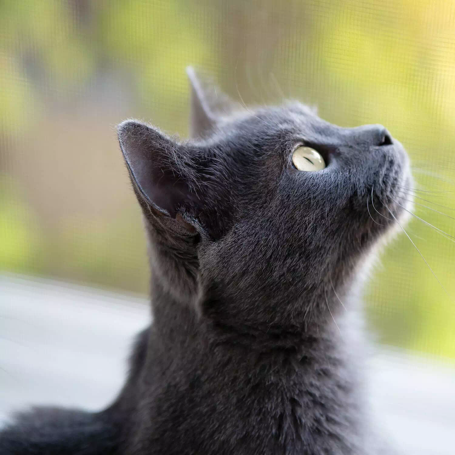 raza de gato Cartujo