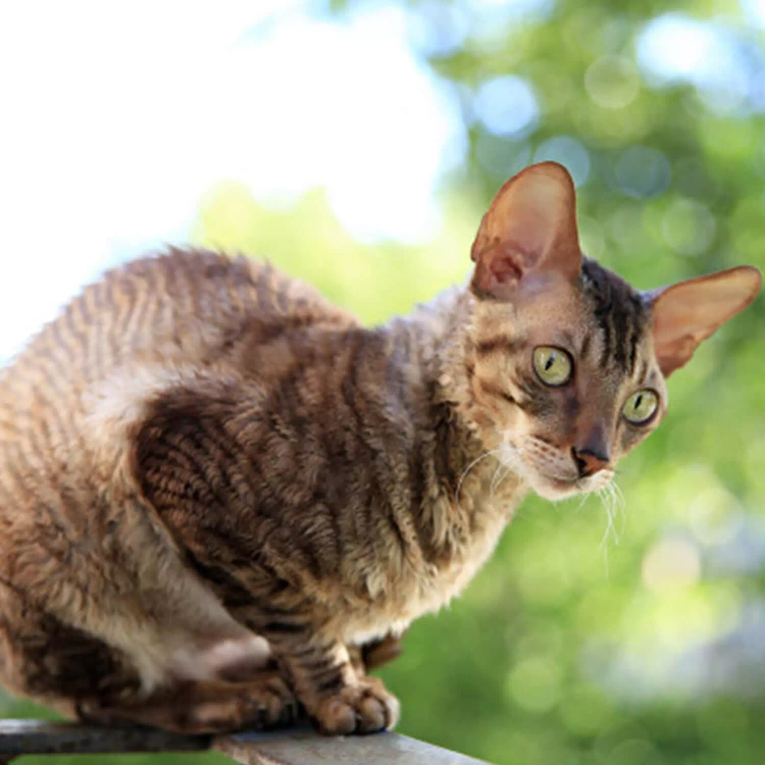 raza de gato Cornish Rex