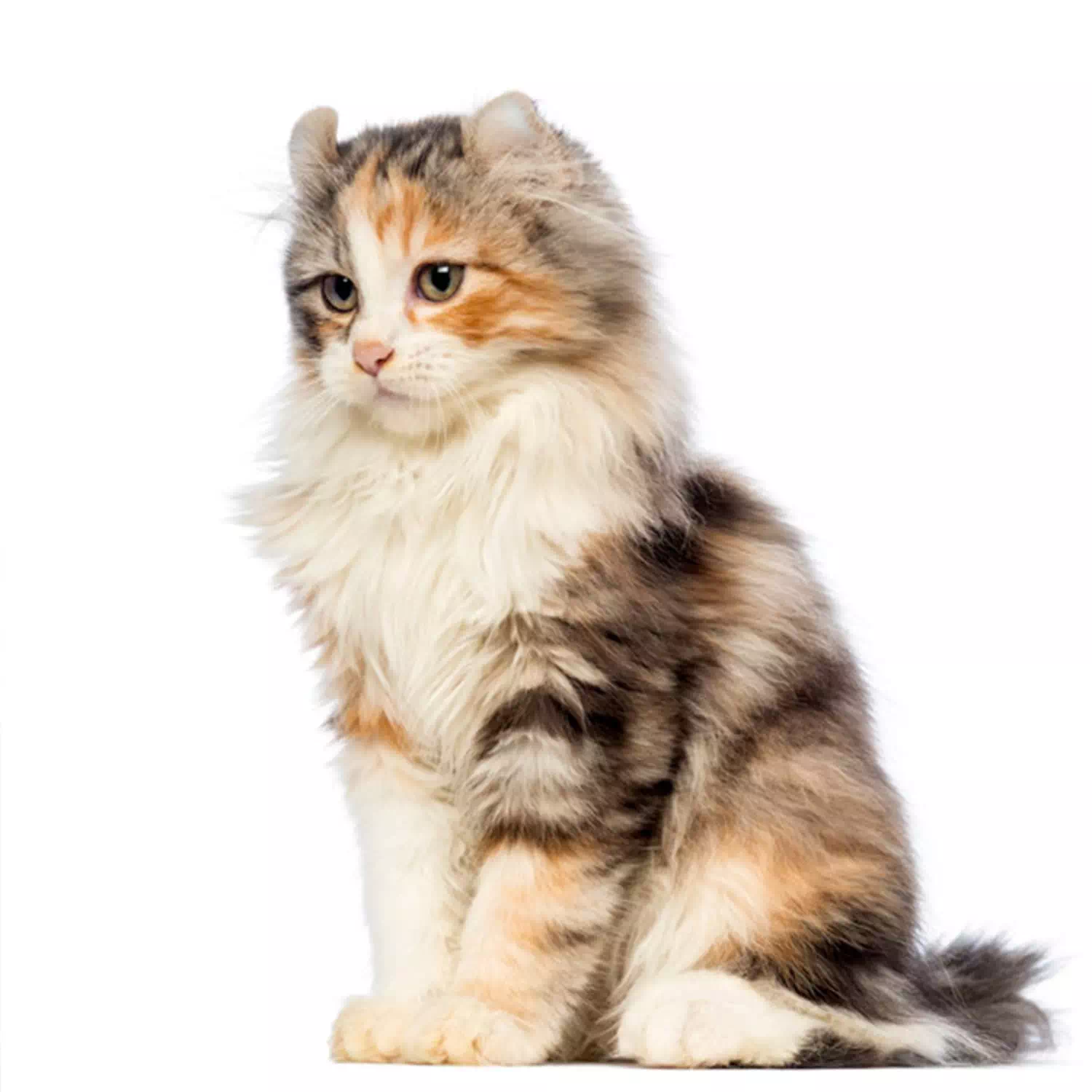 raza de gato curl americano