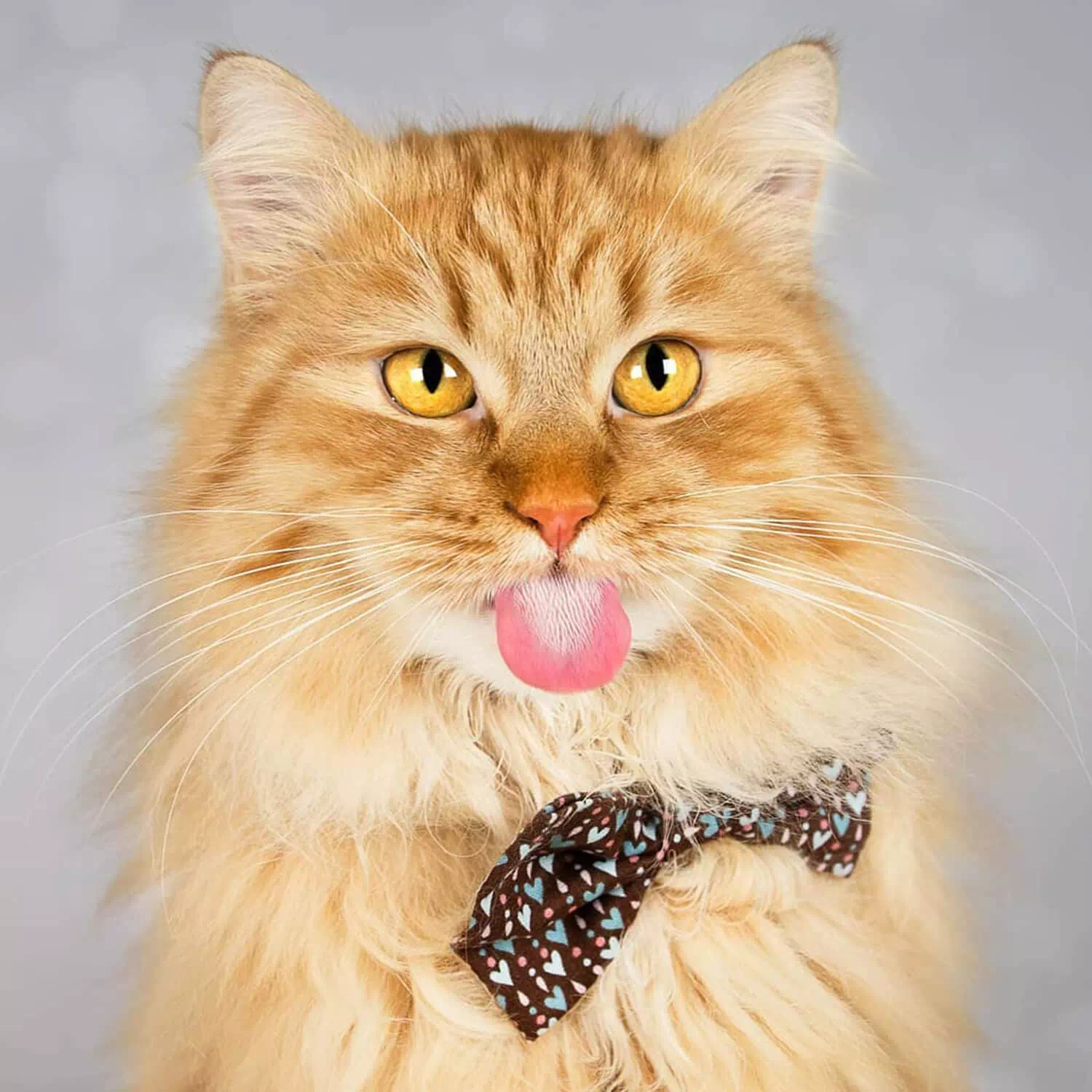 raza de gato Deutsch Langhaar