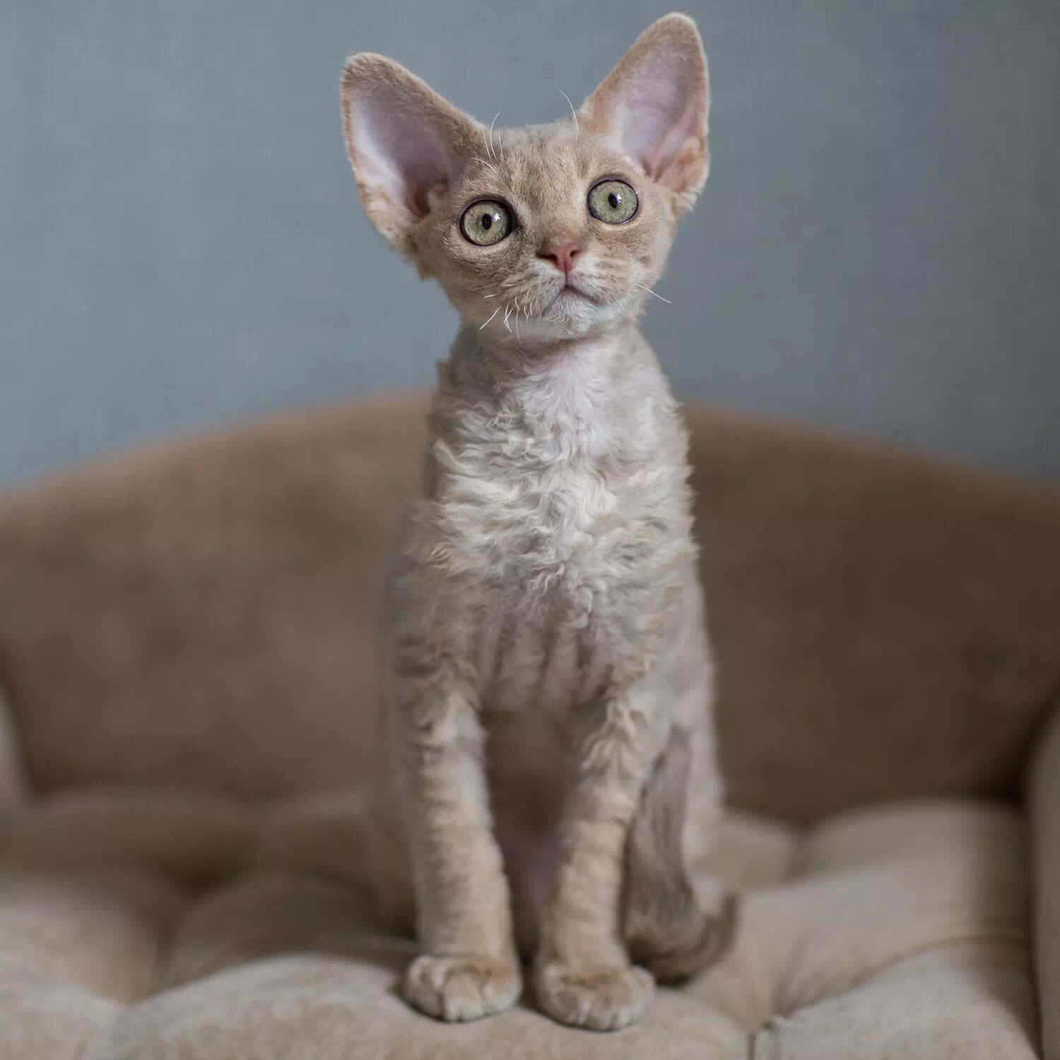 raza de gato Devon Rex