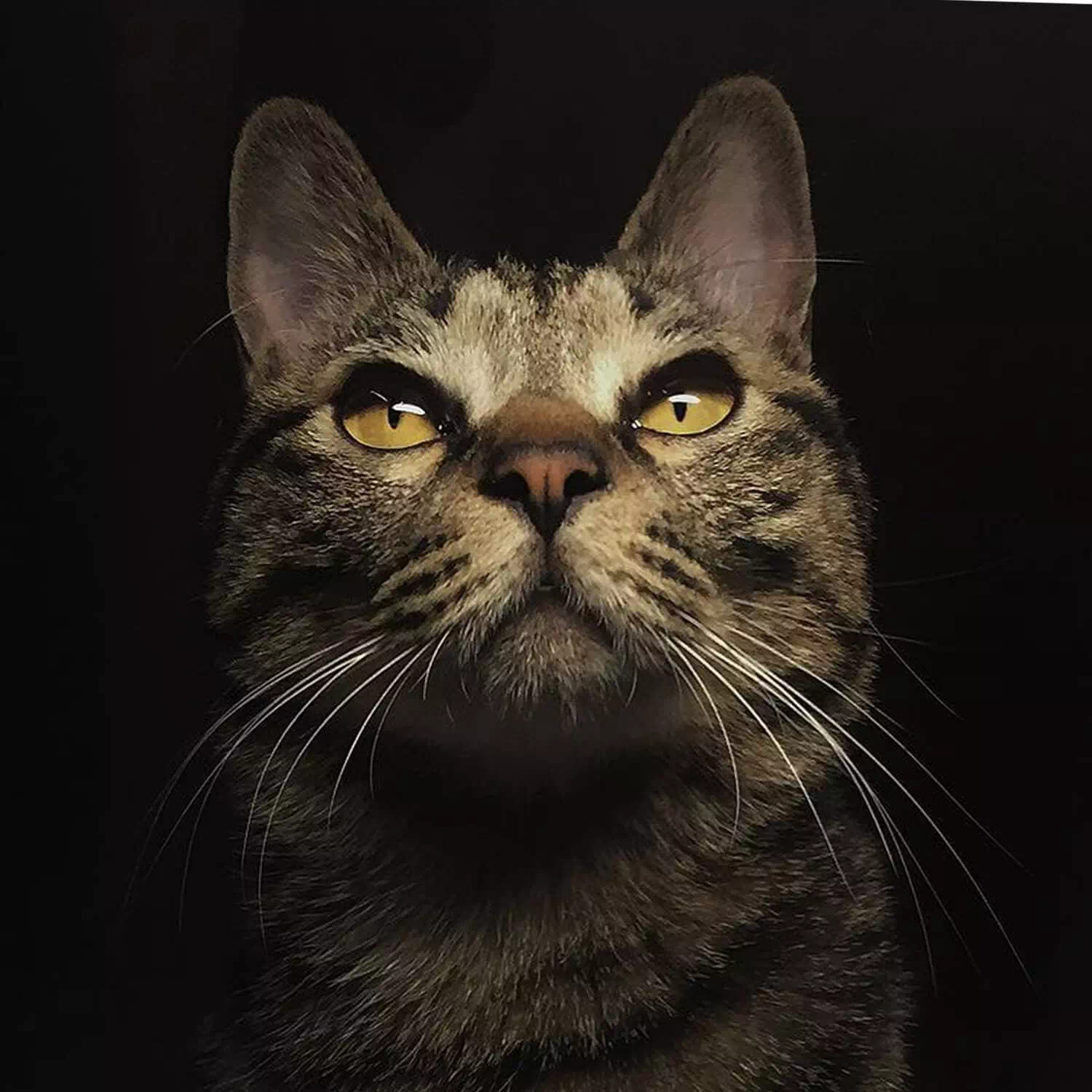raza de gato Dragon Li