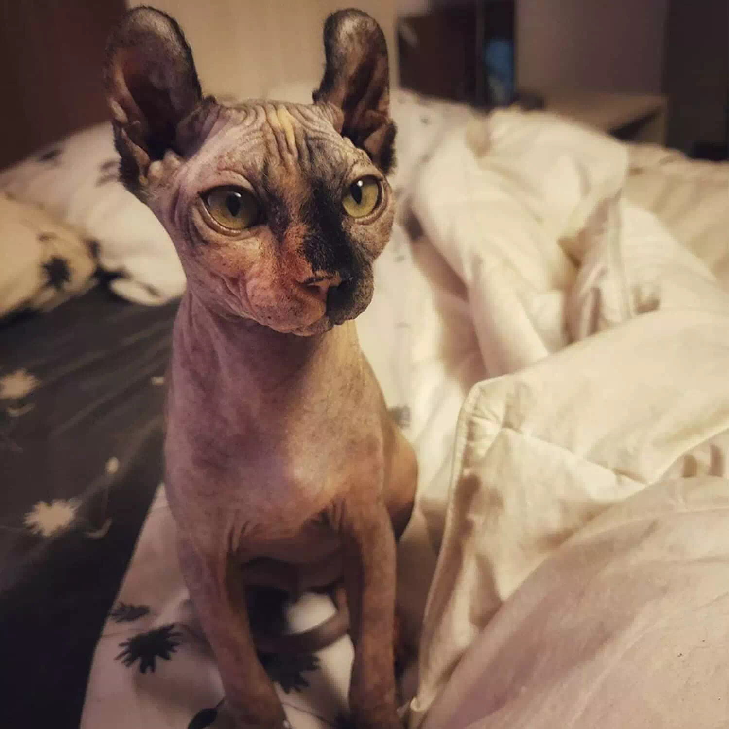 raza de gato Gato elfo