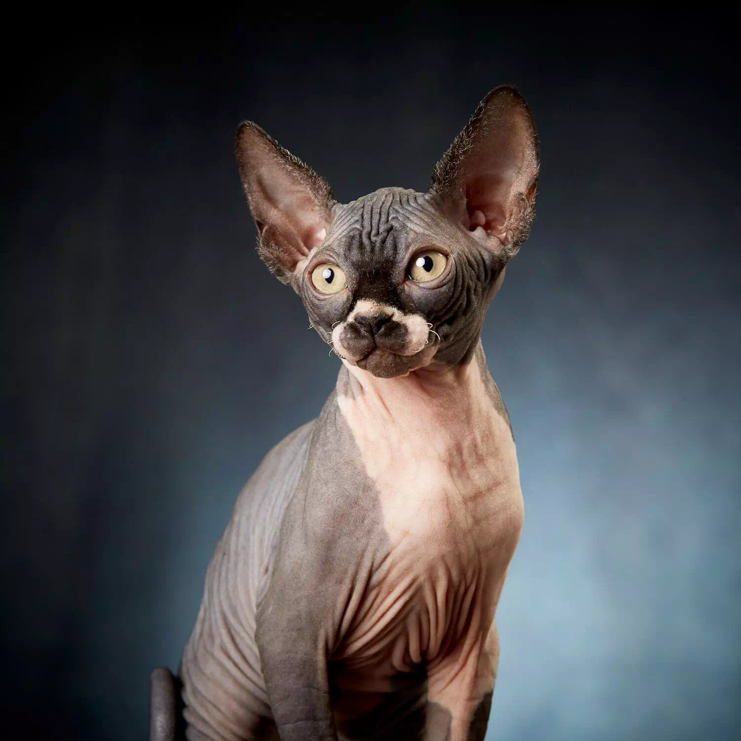 Gato Sphynx, una raza de gato hipoalergénica
