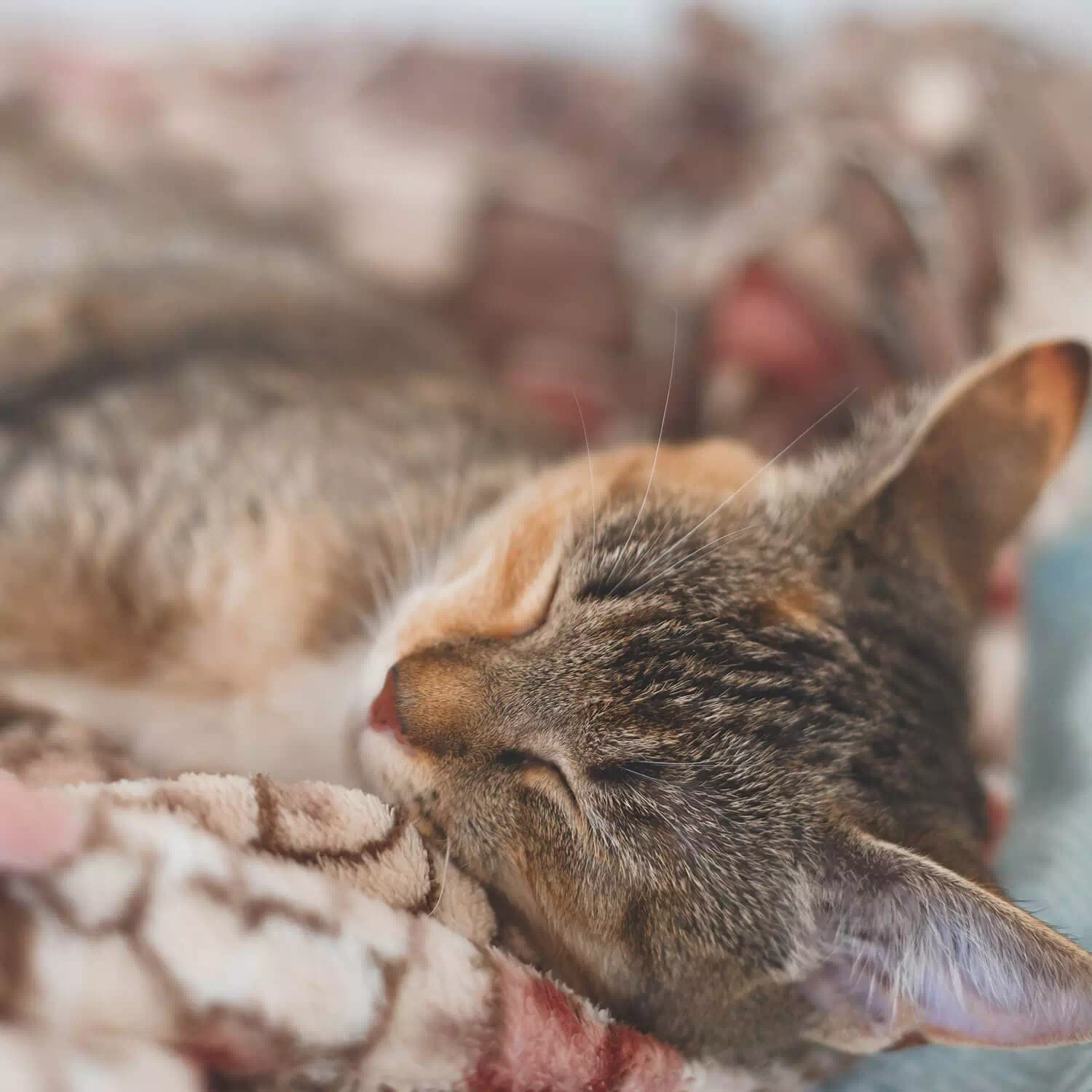 raza de gato Europeo de Pelo Cort