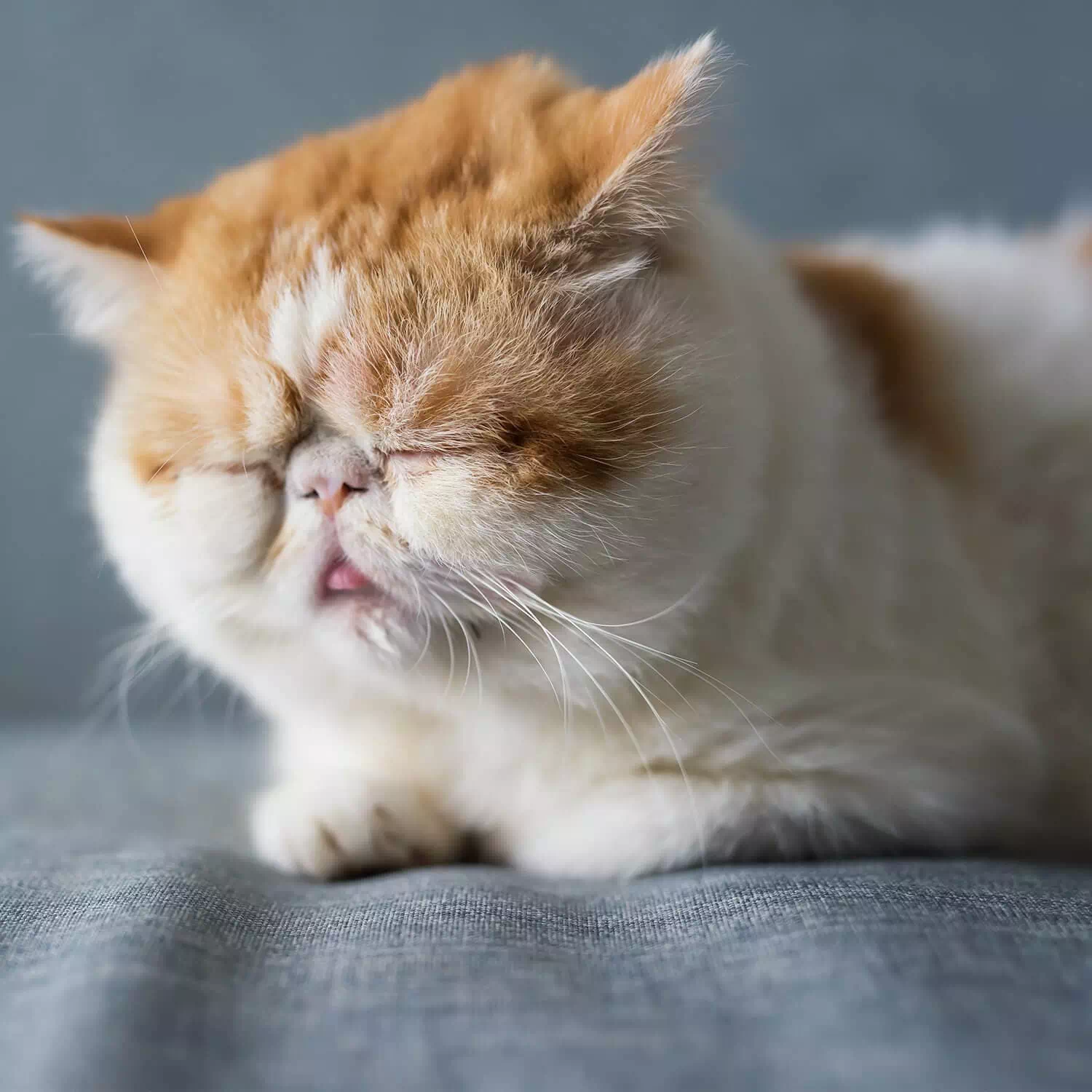 raza de gato Exótico de pelo corto