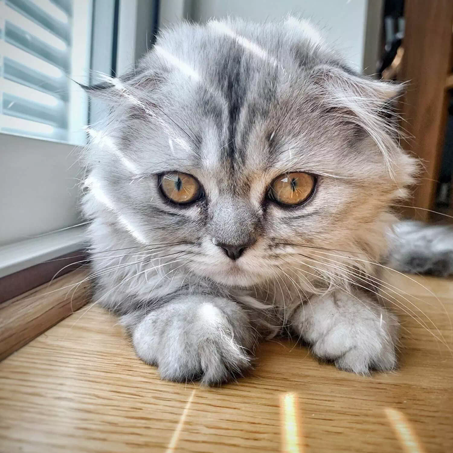 raza de gato FoldEx