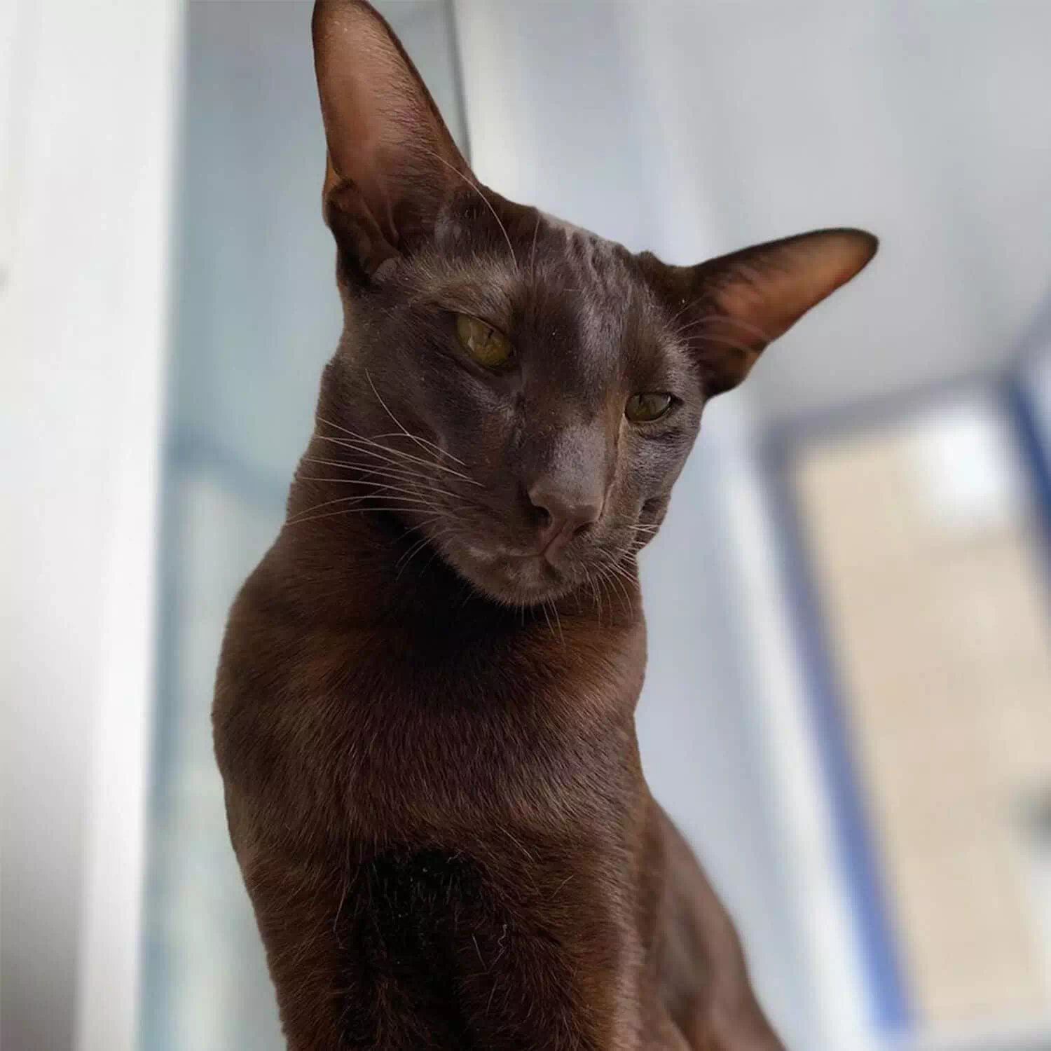 raza de gato Habana brown
