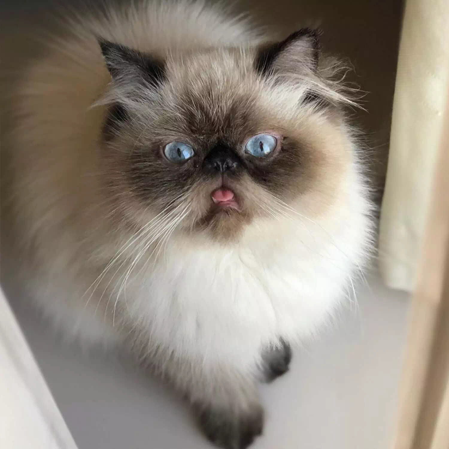 raza de gato Himalayo