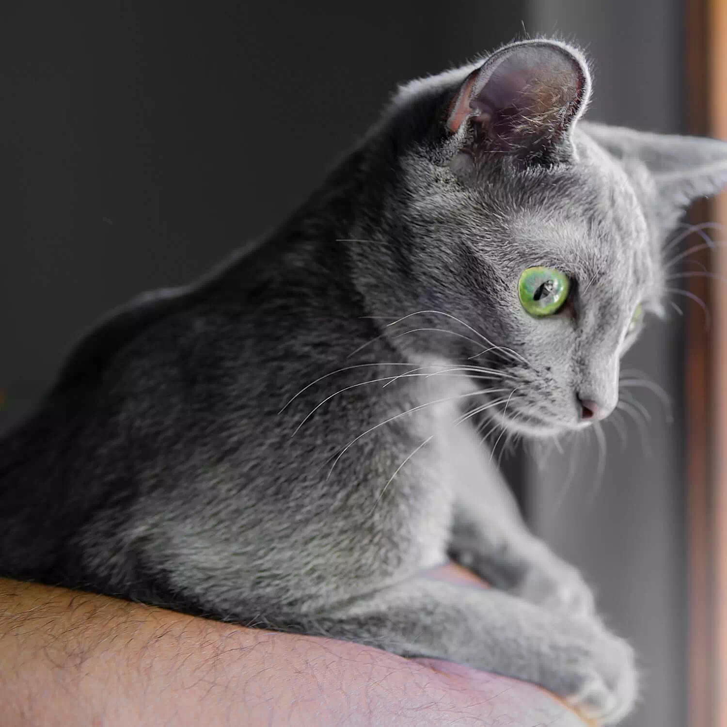 raza de gato Korat