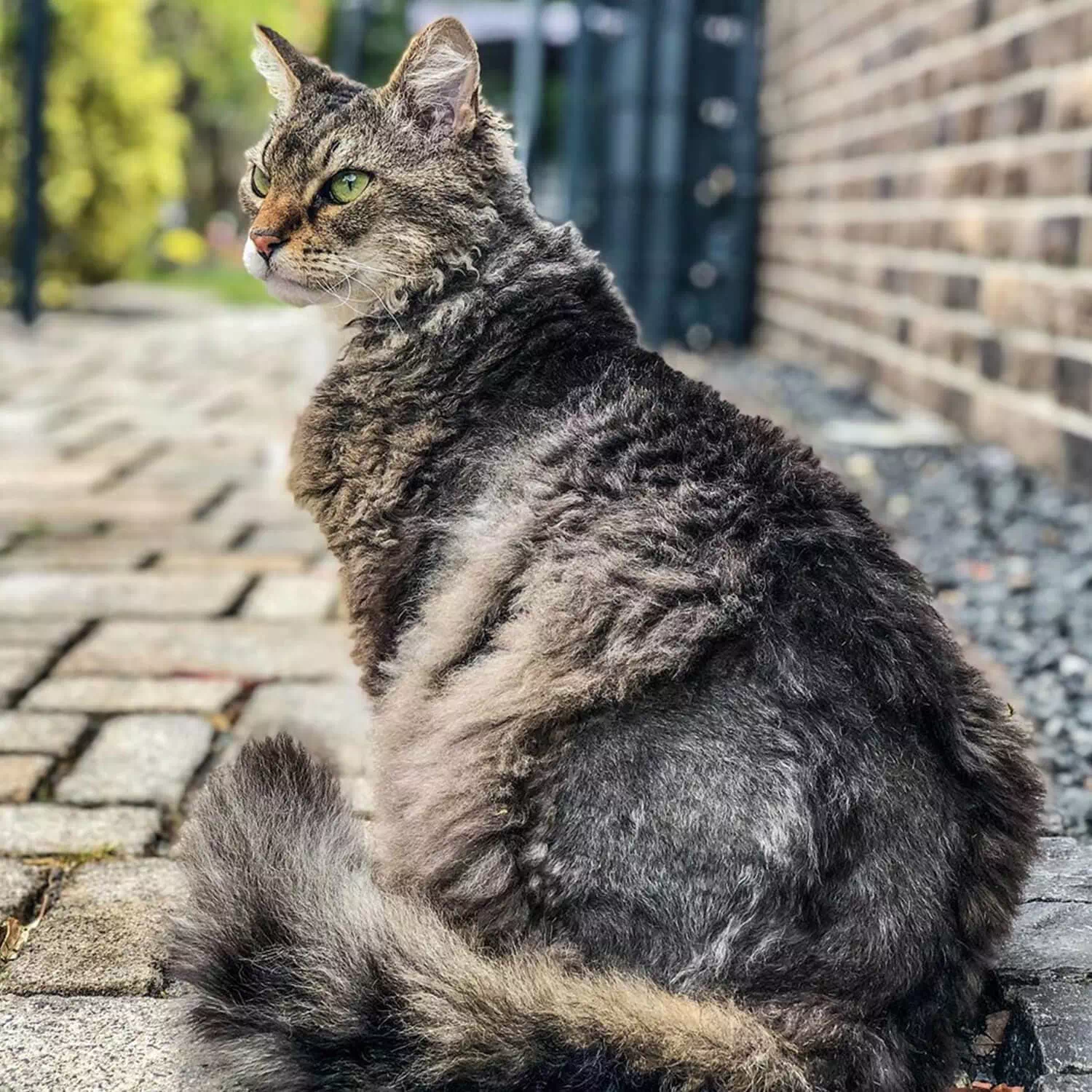 raza de gato Laperm