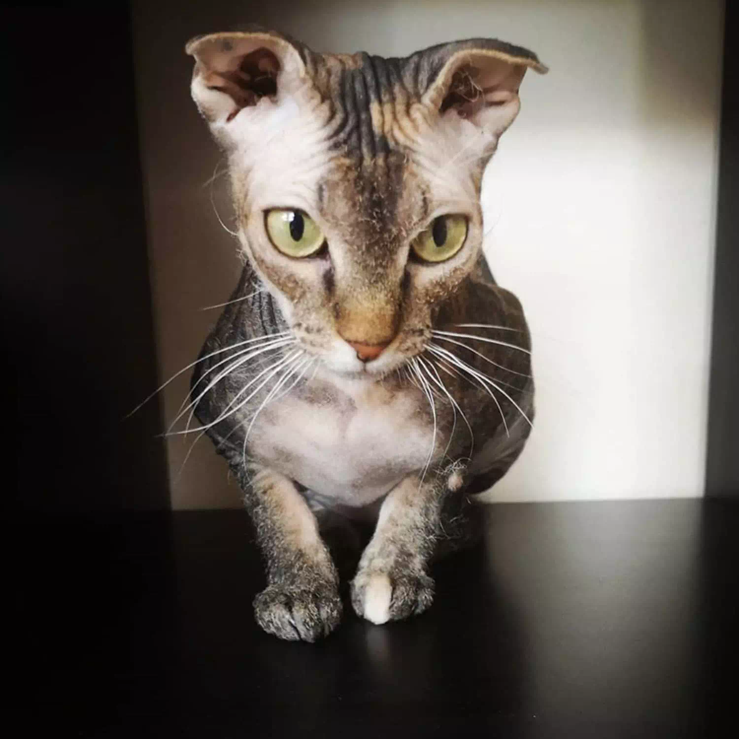 raza de gato Levkoy ucraniano