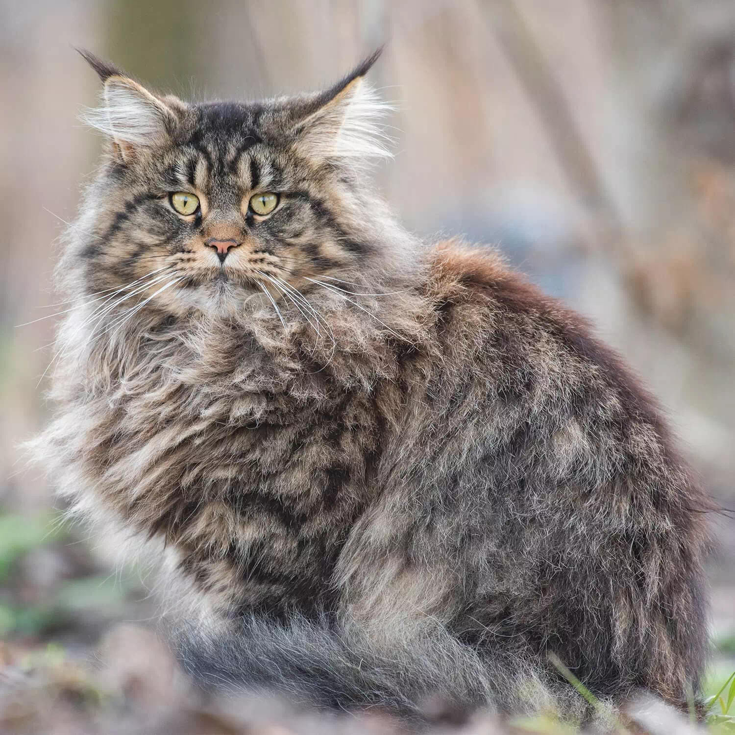 gato grande Maine Coon