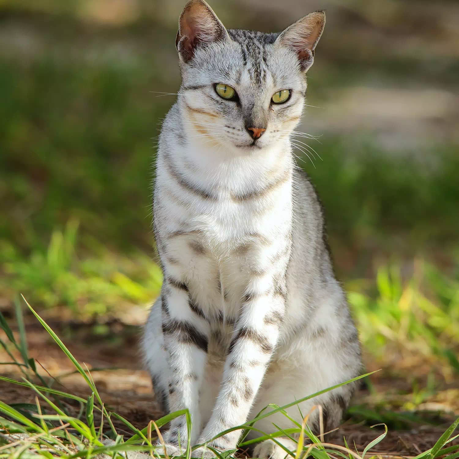 raza de gato Mau Egipcio