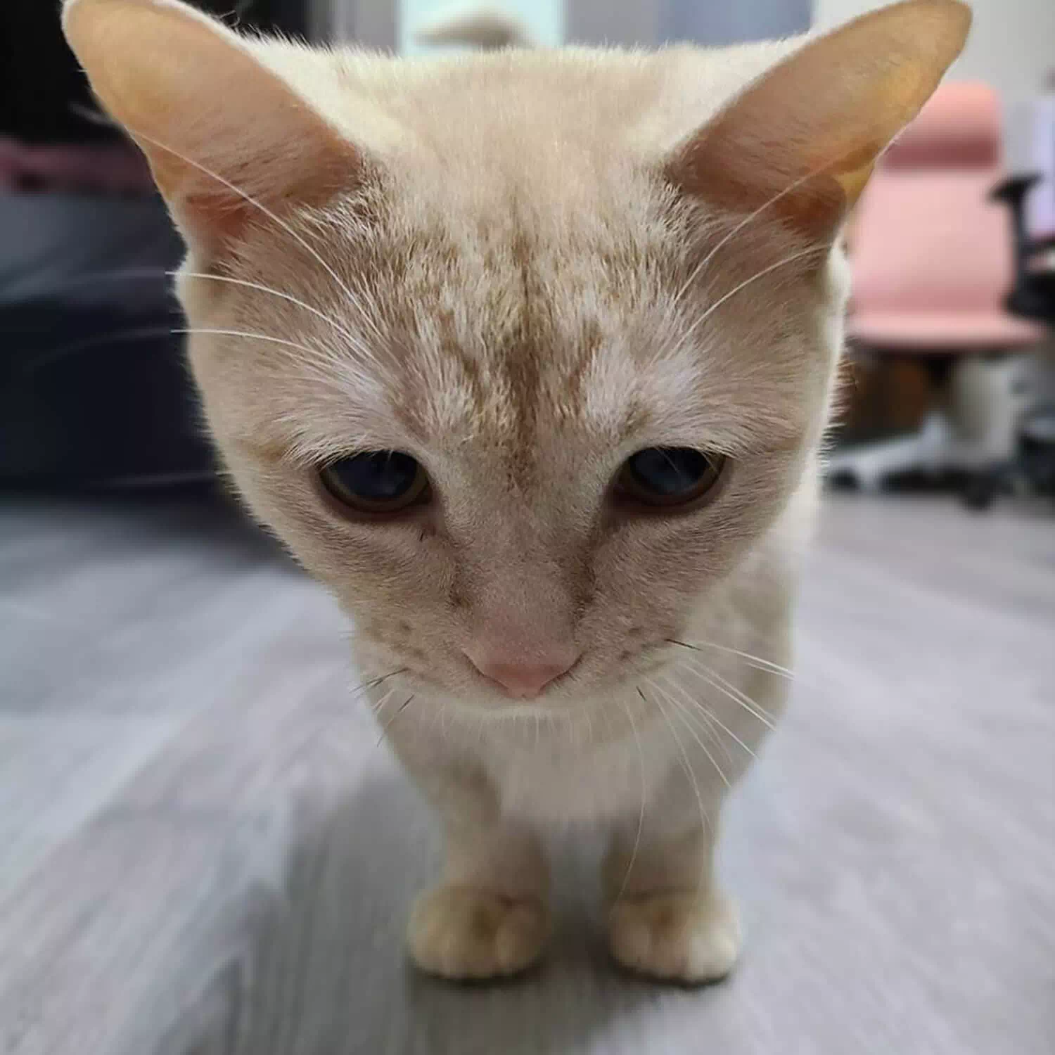 raza de gato Munchkin