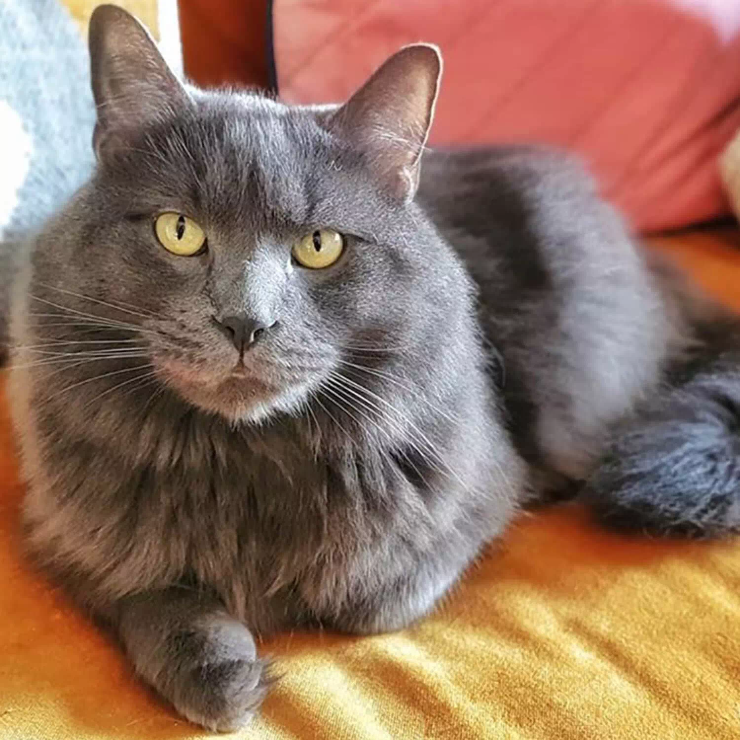 raza de gato Nebelung