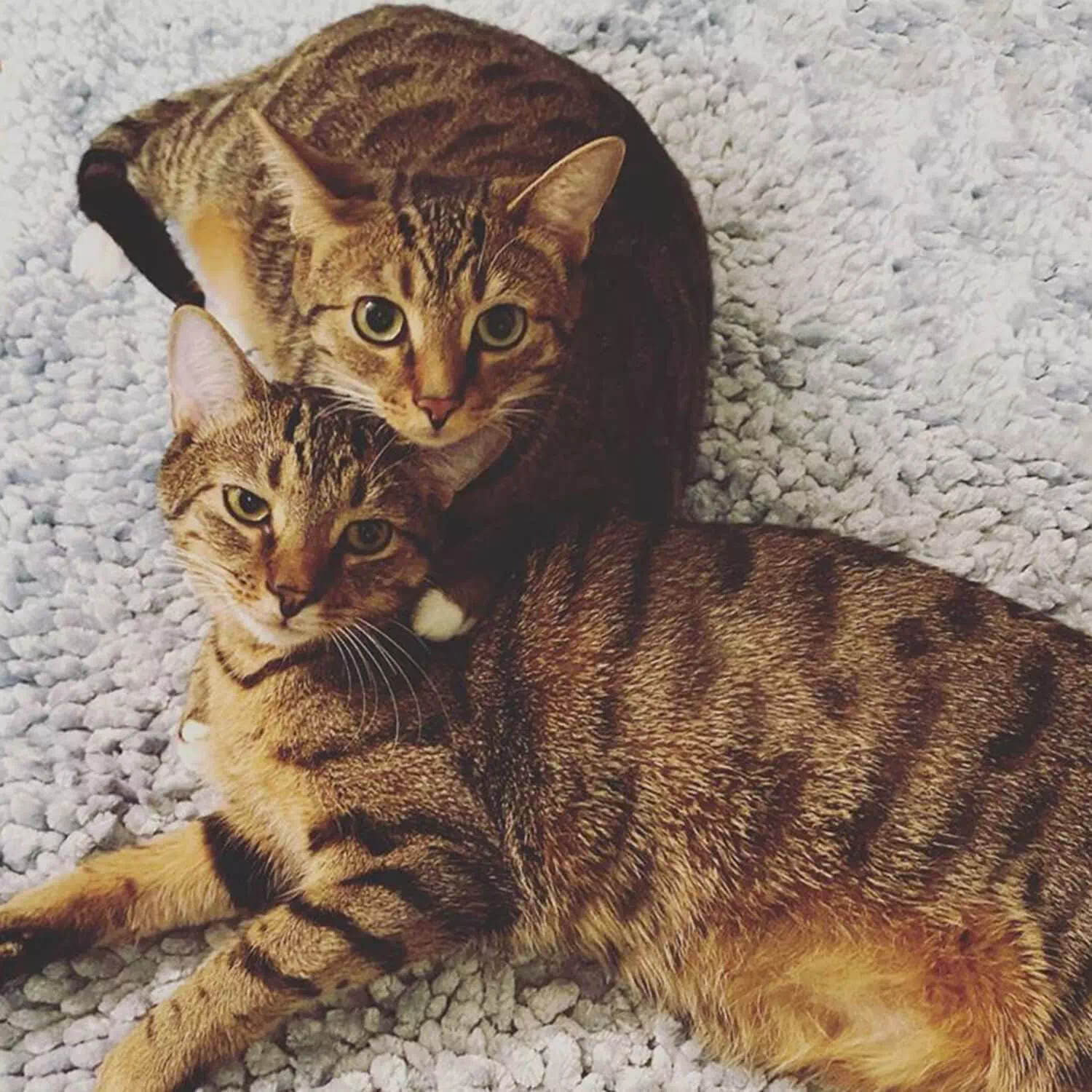 raza de gato Ocicat