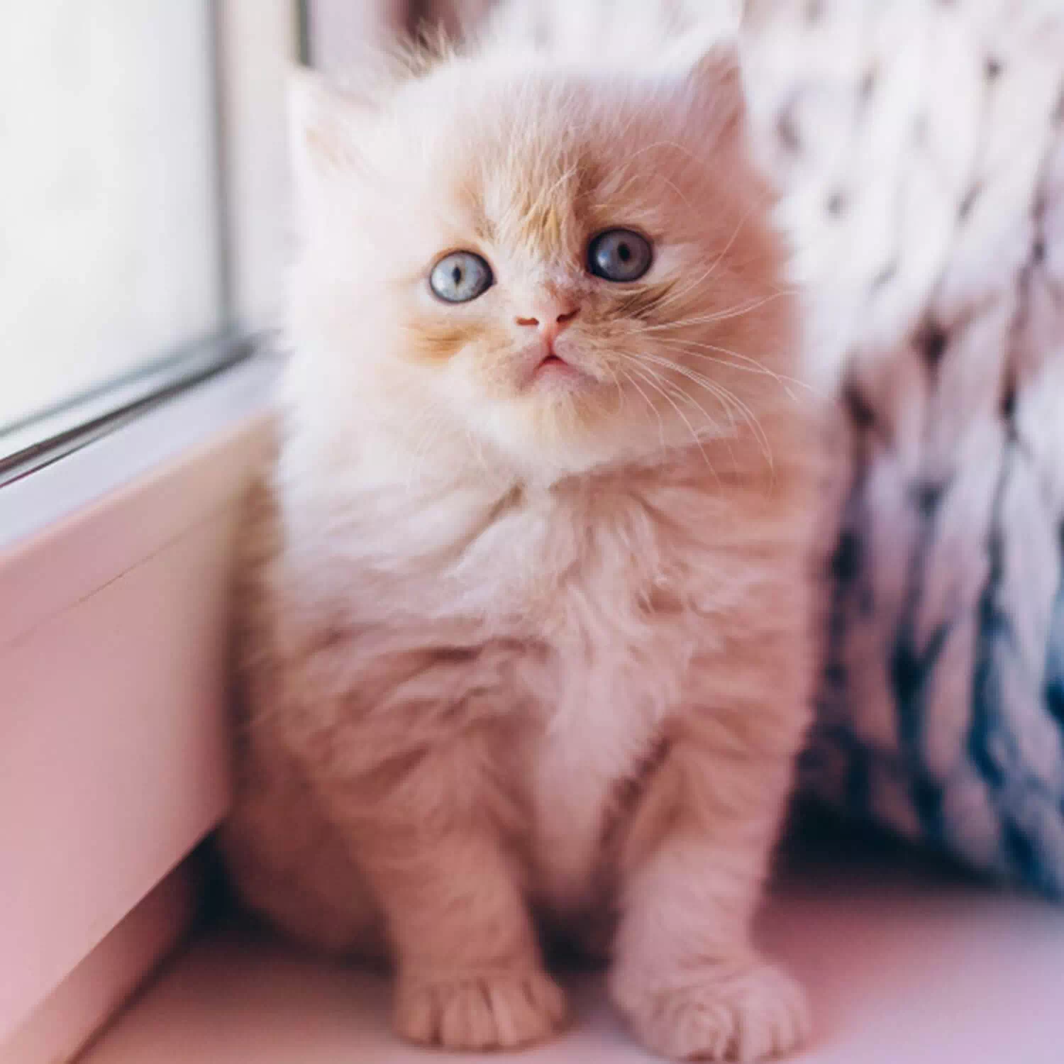 raza de gato Persa