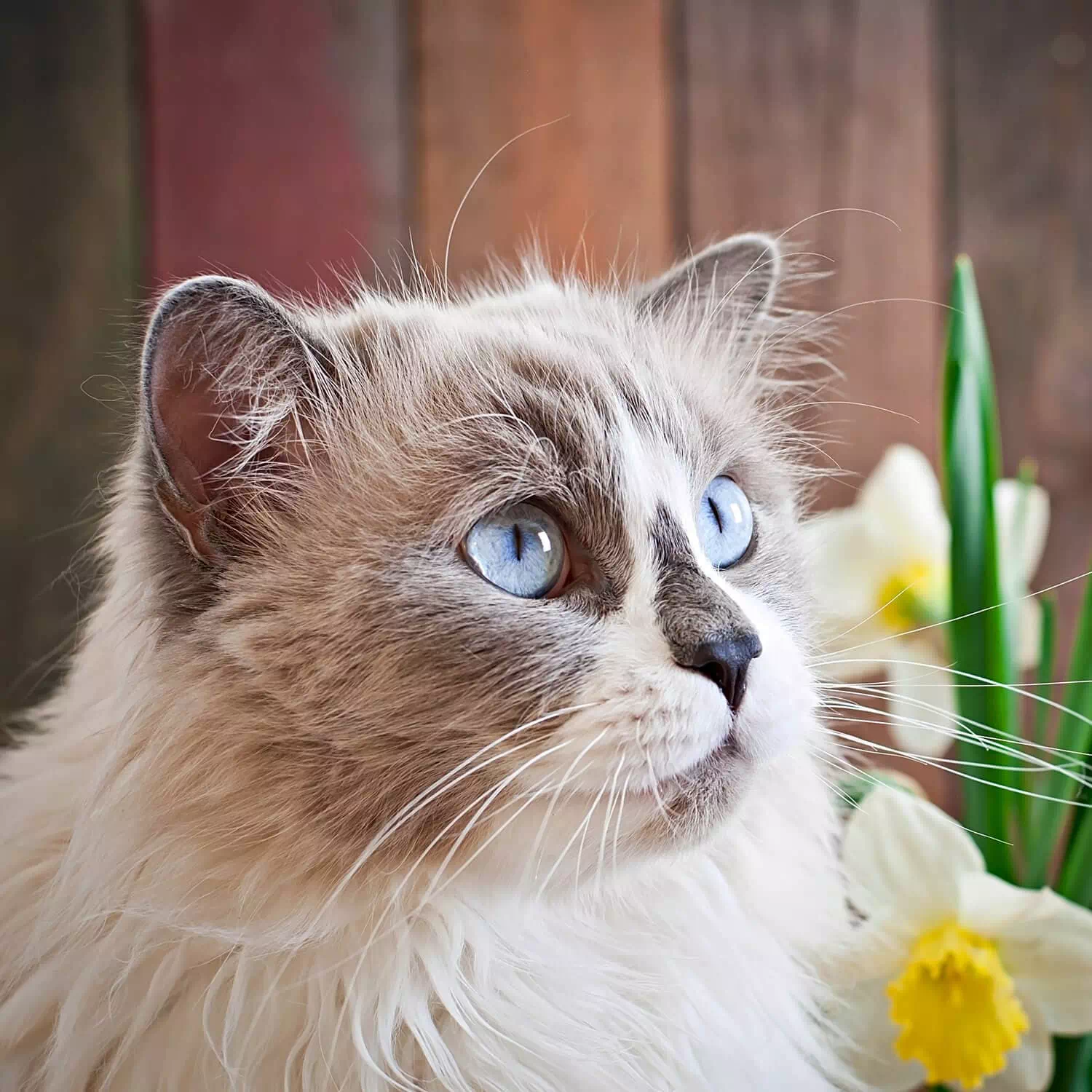 gato grande Ragdoll