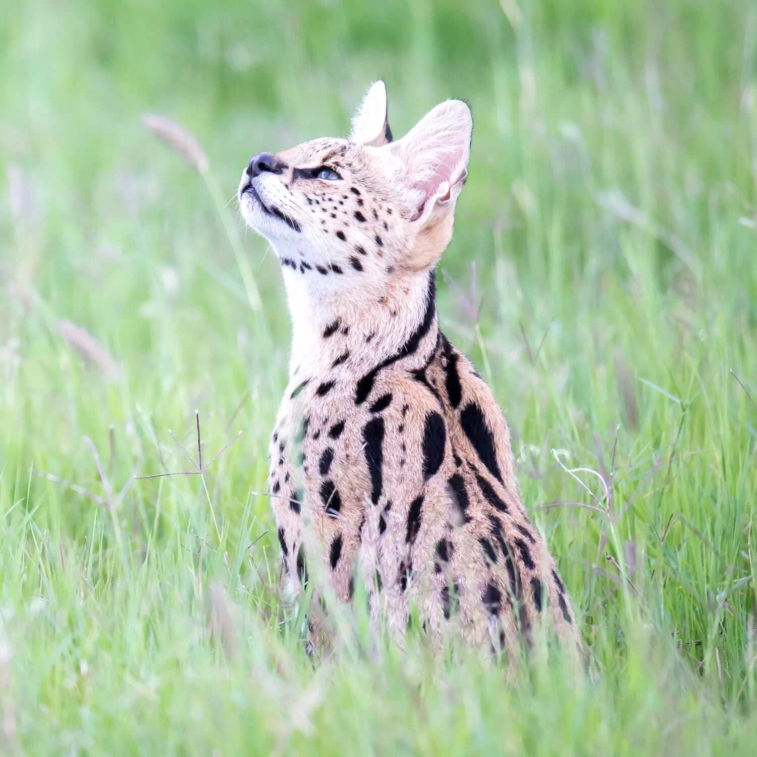 gato grande Savannah