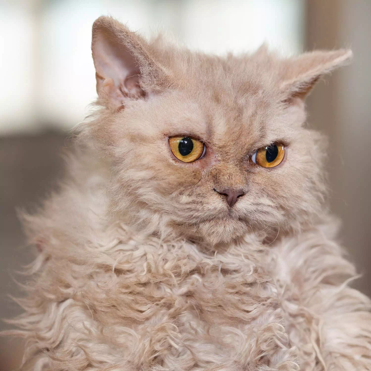raza de gato Selkirk Rex