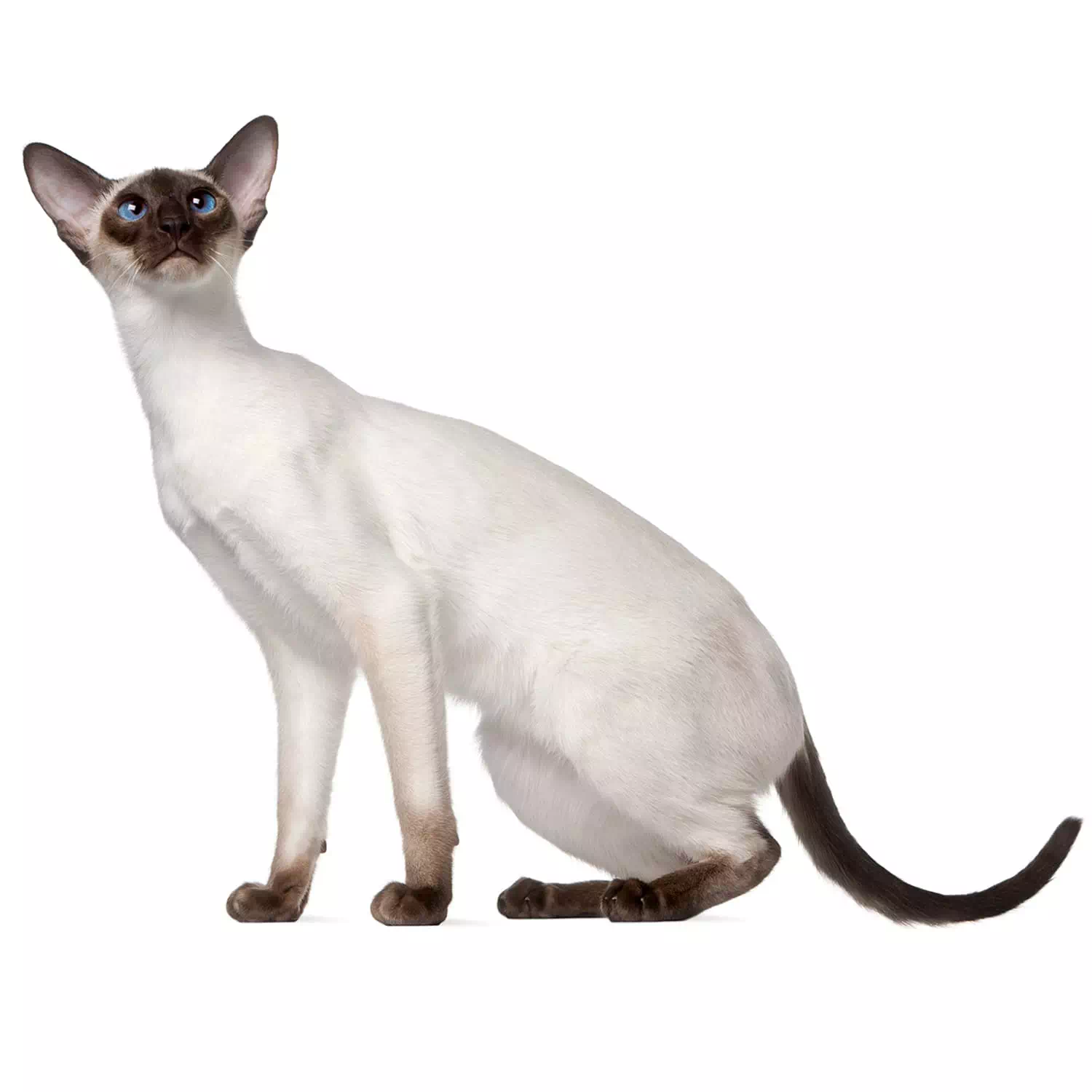 raza de gato Seychellois