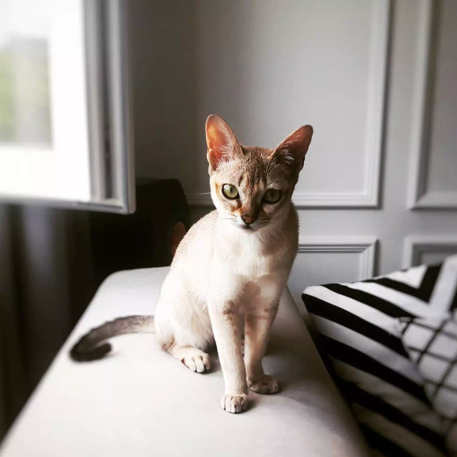 raza de gato Singapura