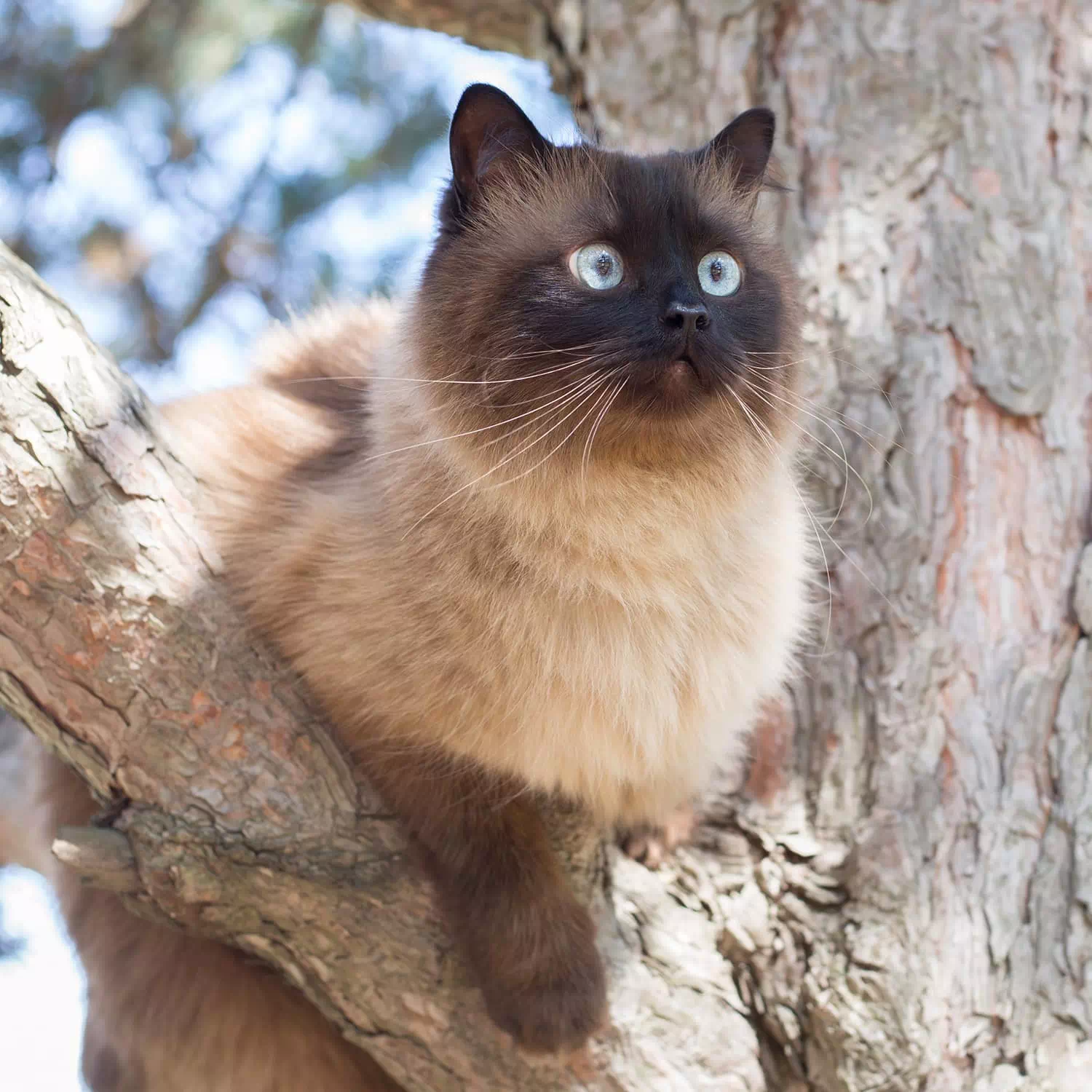 raza de gato Snowshoe