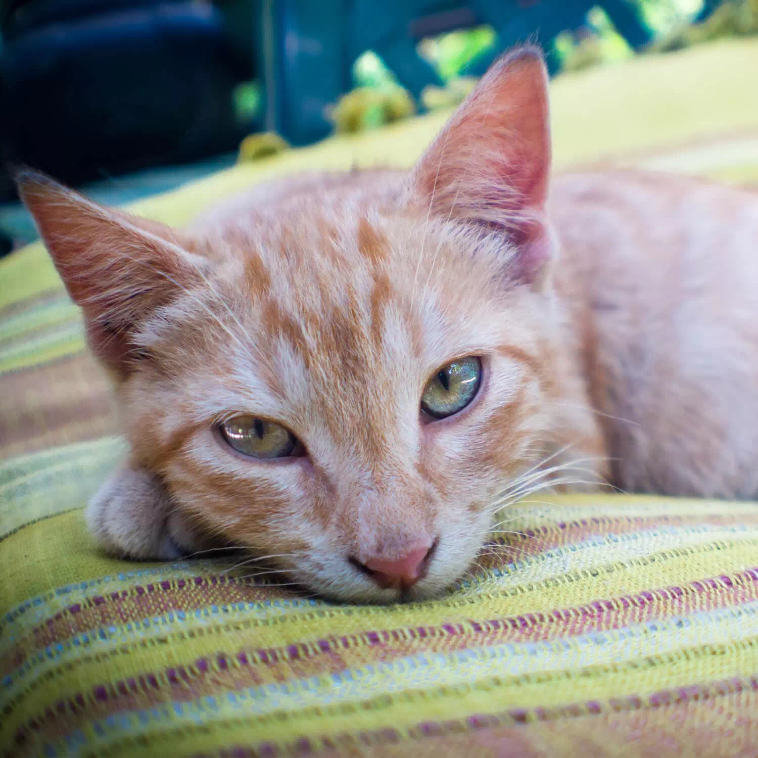 raza de gato Somalí
