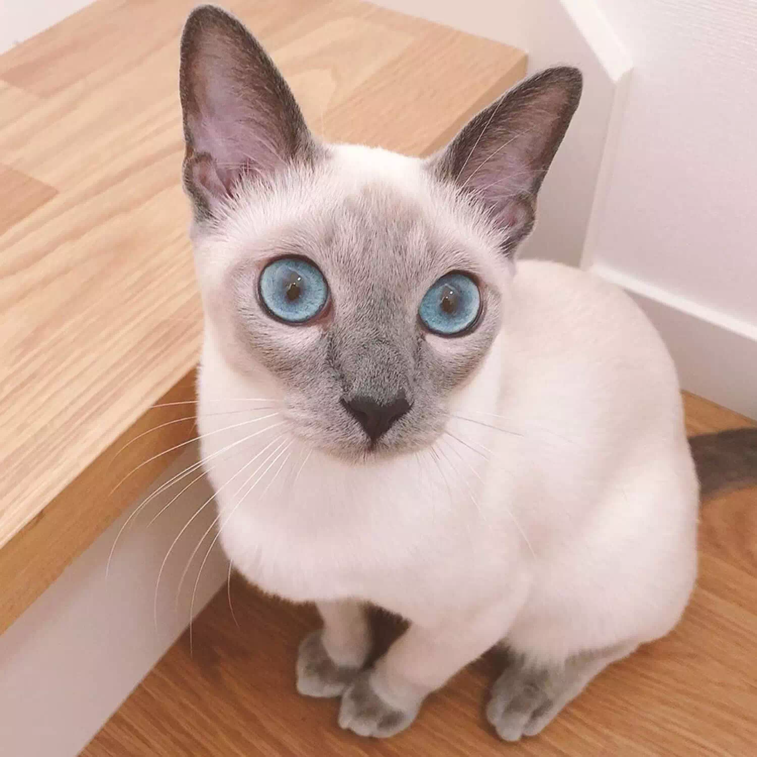raza de gato Tonkinés